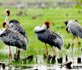 DU LỊCH VƯỜN HỒNG TƯ TÔN - KDL SINH THÁI MỸ PHƯỚC THÀNH - KDT NGUYỄN SINH SẮC - KHU RAMSAR VQG TRÀM CHIM