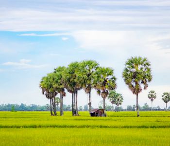 CHÂU ĐỐC - TRÀ SƯ - RẠCH GIÁ - VƯỜN QUỐC GIA U MINH THƯỢNG - CÀ MAU - ĐẤT MŨI - BẠC LIÊU - CHỢ NỔI - CỒN SƠN - CẦN THƠ