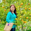 CHỊ LÊ THỊ MINH NGUYỆT TOUR QUÝT LAI VUNG 24/12/2023