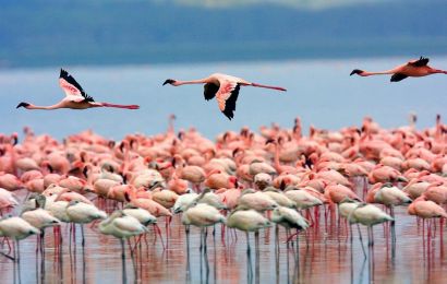 TOUR ĐÔNG PHI MÙA THÚ DI CƯ : TANZANIA – KENYA